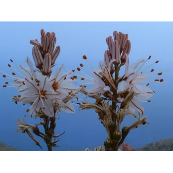 Arali Flowers arali flowers-4997085-76328.webp